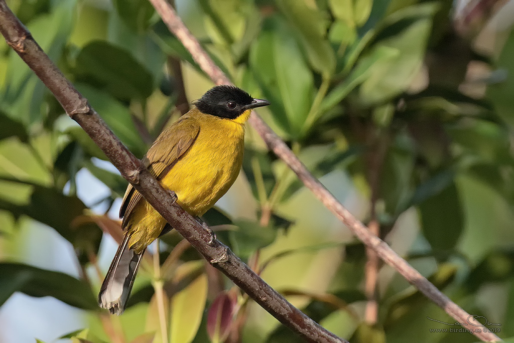 BLACK-CAPPED BULBUL Pycnonotus melanicterus) - Stäng / close